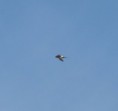 /album/photo-gallery-photogallery/white-rumped-swift-at-cizneha-a-great-find-jpg/